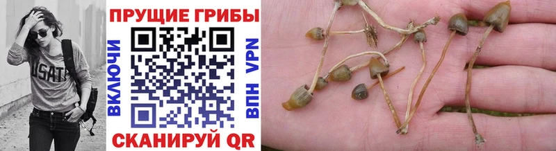 Псилоцибиновые грибы Cubensis купить наркотики сайты Олонец